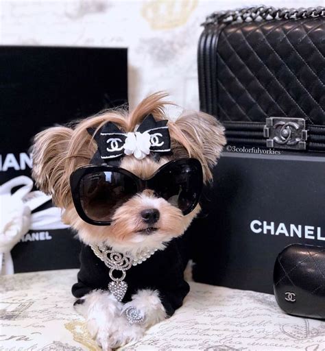 chanel dog